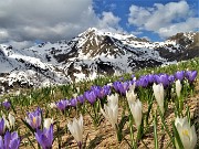 38 Distese di Crocus vernus bianchi e violetti con vista verso la costiera dal Mincucco al Ponteranica 